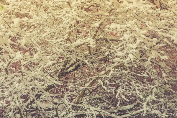 Místico nevado coberto árvores fundo. Overhanging neve brunches inverno enchimento paisagem. Árvore com ramos pendurados de neve no fundo. Exposição noturna . — Fotografia de Stock
