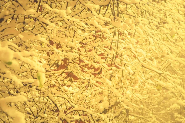 Árvore amarela com ramos pendurados de neve no fundo. Místico nevado coberto árvores fundo. Overhanging neve brunches inverno enchimento paisagem. Exposição noturna . — Fotografia de Stock
