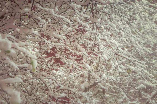 Overhanging neve brunches inverno enchimento paisagem. Árvore com ramos pendurados de neve no fundo. Místico nevado coberto árvores fundo. Exposição noturna . — Fotografia de Stock