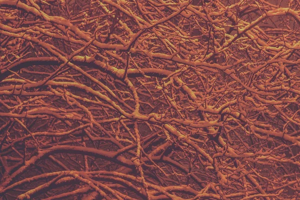 Fondo oscuro místico cubierto de nieve árboles. Almuerzos de nieve colgantes paisaje de relleno de invierno. Árbol con ramas colgantes de nieve en el fondo. Exposición nocturna . — Foto de Stock