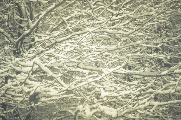 Nawisające śnieżne brunche wypełniają zimowy krajobraz. Drzewo z wiszącymi gałęziami śniegu na tle. Mystic snowy pokryte drzewa tle. Ekspozycja nocna. — Zdjęcie stockowe
