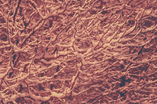 Árvore com ramos pendurados de neve no fundo. Místico nevado coberto árvores fundo. Overhanging neve brunches inverno enchimento paisagem. Exposição noturna . — Fotografia de Stock