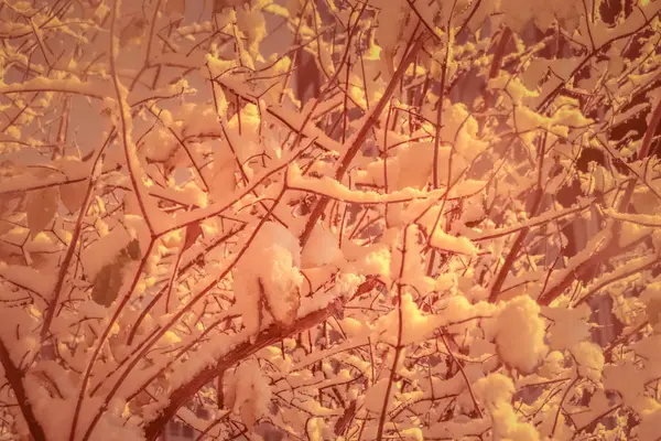 Mystic snowy covered trees background. Overhanging snow brunches winter filling landscape. Tree with hanging branches of snow on background. Night exposure. — Stock Photo, Image