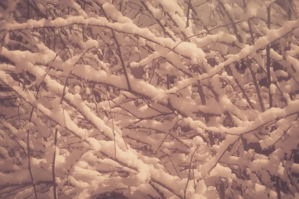 Árvore preta e branca com ramos pendurados de neve no fundo. Místico nevado coberto árvores fundo. Overhanging neve brunches inverno enchimento paisagem. Exposição noturna . — Fotografia de Stock