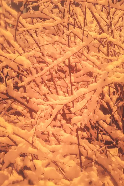 Místico nevado coberto árvores fundo. Overhanging neve brunches inverno enchimento paisagem. Árvore com ramos pendurados de neve no fundo. Exposição noturna . — Fotografia de Stock