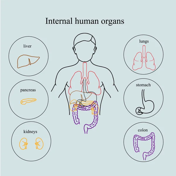 Innere Organe eines menschlichen Körpers. Anatomie des Menschen — Stockvektor