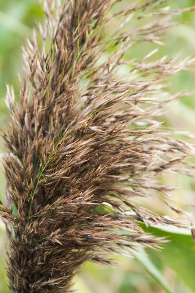 Spikes reeds, close-up — Stock Photo, Image