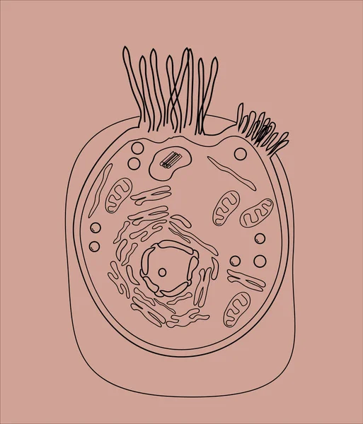 Η δομή των ανθρώπινων κυττάρων σε μια εικόνα γραφικών, συστατικά του κυττάρου σε έγχρωμο φόντο — Διανυσματικό Αρχείο