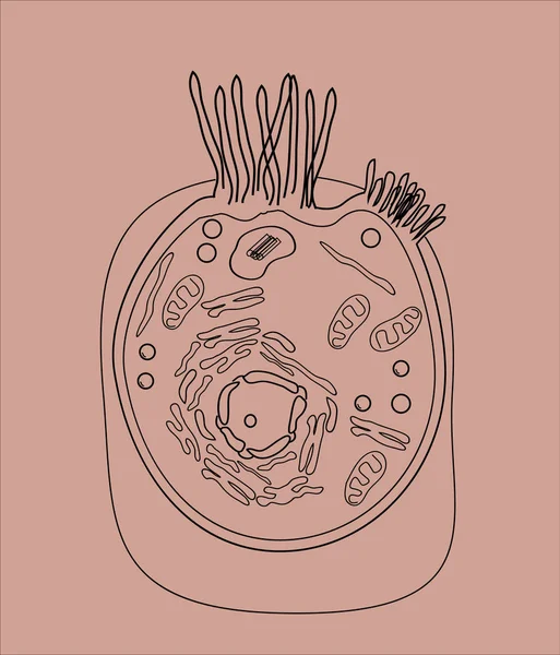 La estructura de las células humanas en una imagen gráfica, componentes celulares sobre un fondo de color — Vector de stock