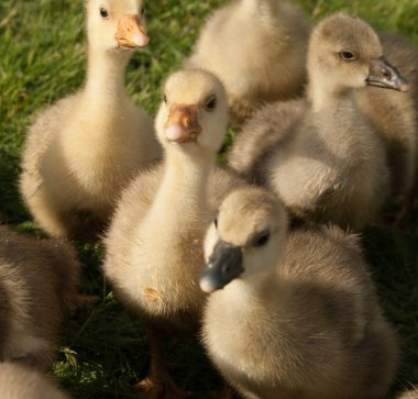 Sarı ördek yavrusu bir sürü yeşil çimenlerin üzerinde