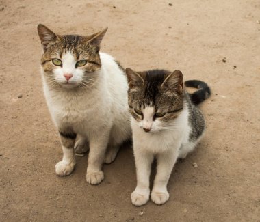 İki aç ve kötü kedi