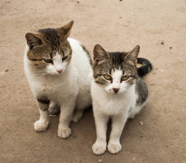 İki aç ve kötü kedi