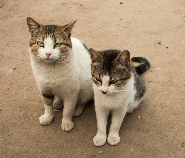 İki aç ve kötü kedi