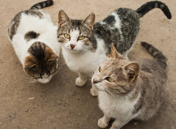 Üç aç ve kötü kedi