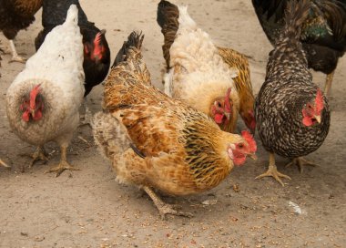 Siyah, beyaz ve kırmızı tavuk. Tavuk yemek Mısır
