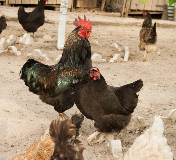 Güzel horoz ve onun en sevdiğim tavuk çiftliği
