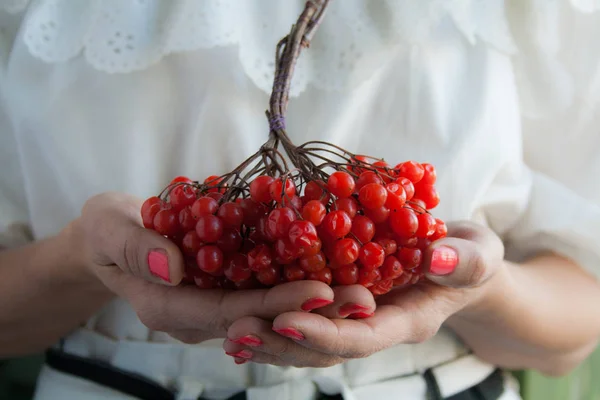 Frauenhände mit roten Viburnum-Beeren — Stockfoto