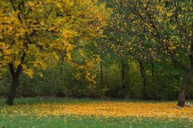 İki farklı sonbahar ağaç