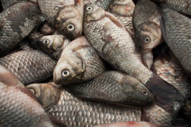 Bir küçük balık yakalamak