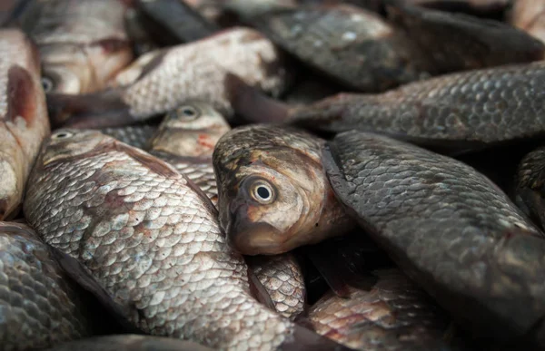 Bir küçük balık yakalamak. Balık susuz ölür