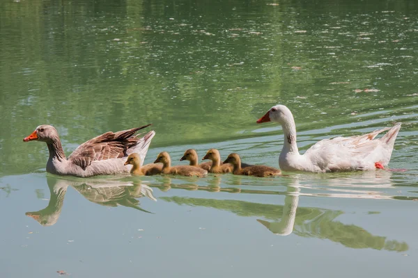Ördek ailesi — Stok fotoğraf