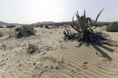 Cabo de Gata, Almera, Andaluca. Spain.