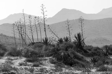 Cabo de Gata, Almera, Andaluca. Spain.