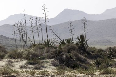 Cabo de Gata, Almera, Andaluca. Spain.