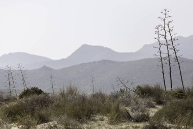 Cabo de Gata, Almera, Andaluca. Spain.