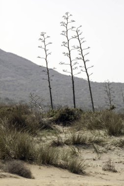 Cabo de Gata, Almera, Andaluca. Spain.