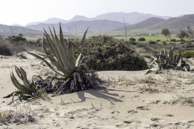 Cabo de Gata, Almera, Andaluca. Spain.