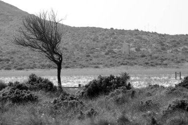 Cabo de Gata, Almera, Andaluca. Spain.