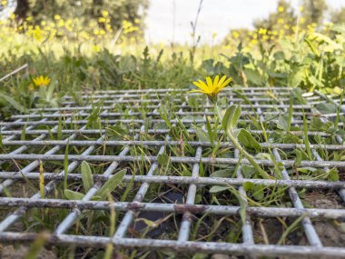 Metalik bir ağdan çıkan çiçekler bölgeyi eziyor ama...