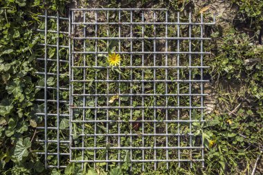 Metalik bir ağdan çıkan çiçekler bölgeyi eziyor ama...