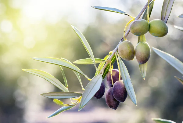 Rama de olivo en su árbol casi mudo y a punto de ser recogido t — Foto de Stock