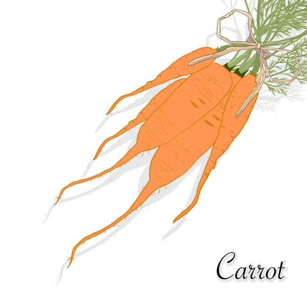 Καρότο απομονωμένο σε λευκό — Διανυσματικό Αρχείο