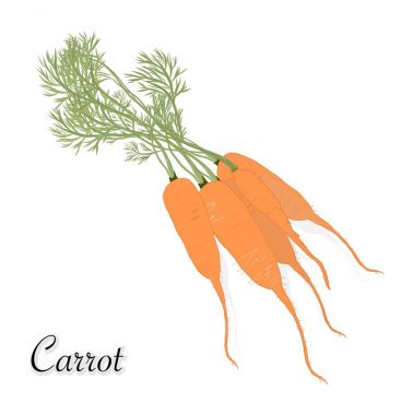Havuç beyaz üzerine izole.