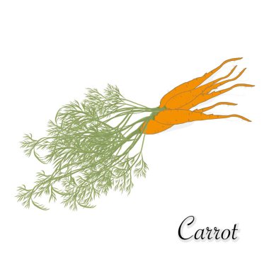 Havuç beyaz üzerine izole.
