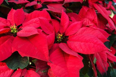 Christmas kırmızı Atatürk çiçeği çiçeği