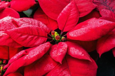Christmas kırmızı Atatürk çiçeği çiçeği