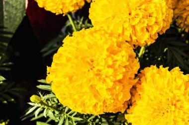 Bahçedeki kadife çiçeği.