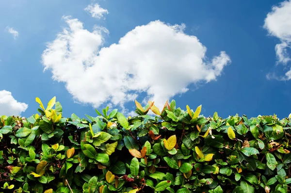 Πράσινο αντιστάθμισης κινδύνου με μπλε ουρανό και άσπρα σύννεφα — Φωτογραφία Αρχείου