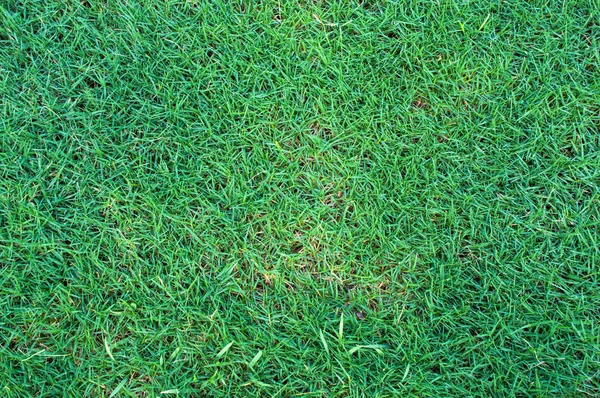 Surface d'herbe verte dans le jardin — Photo
