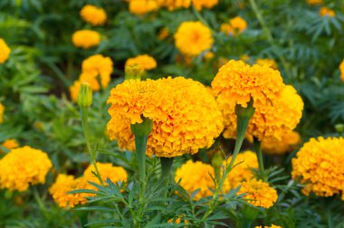 Marigolds Çiçek bahçesinde