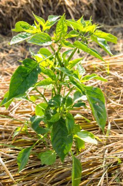 Biber gruptaki fidan