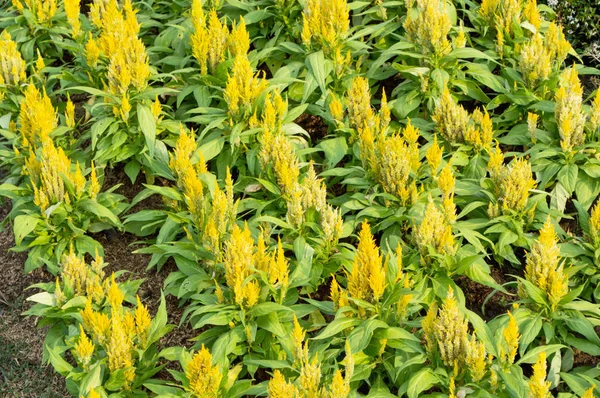 Sarı cockscomb çiçek — Stok fotoğraf