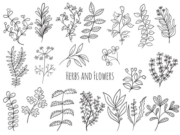 Set of flowers and herbs