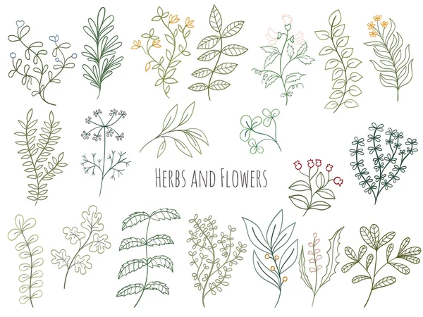 Set of flowers and herbs — Stock Vector
