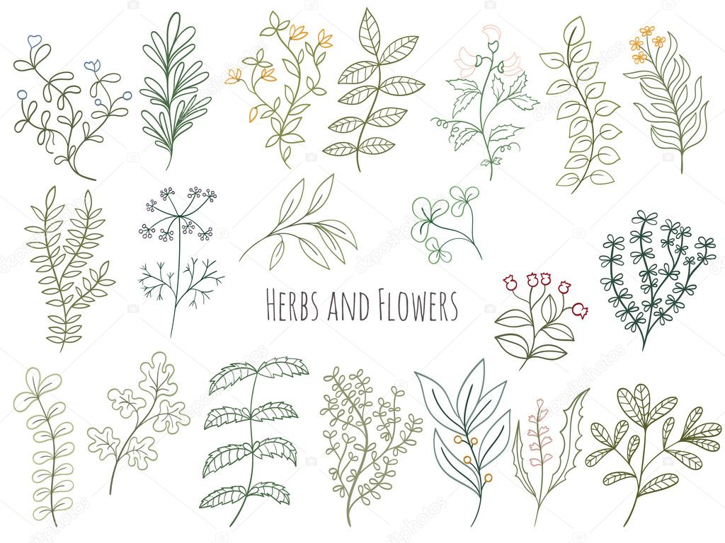 Set of flowers and herbs