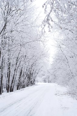 Donmuş ağaçlı kış yolu